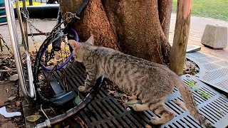 車の下の隠れ家から水を飲みに出てきた子猫