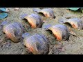 Amazing Fishing 2020 - Find & Catch Snakehead Fish In Dry Season Mud