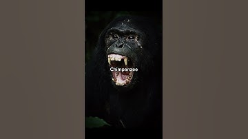 The Most Terrifying Apes Ever… #prehistoric #apes #dinopithecus