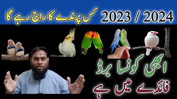White Java Sparrow ll Java Breeding Tips ll Java Bird 🕊️ Video No 92 Sur Birds Channel