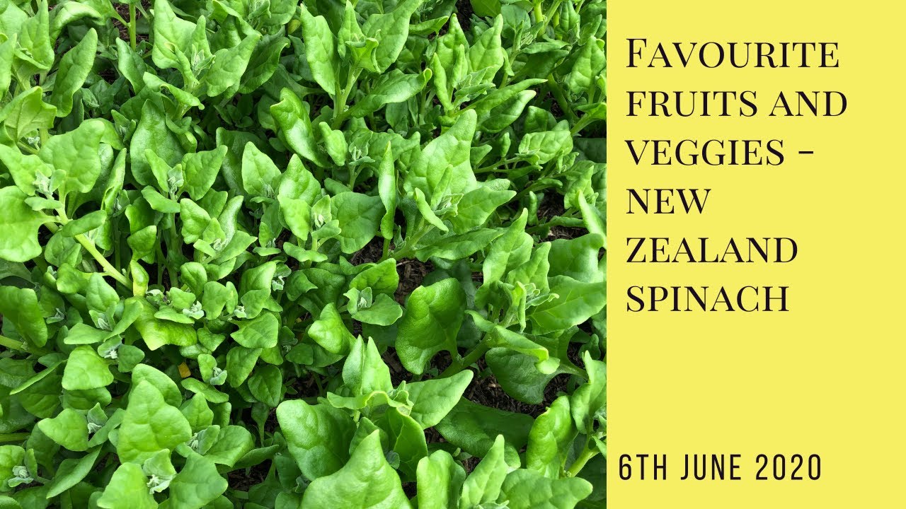 My favourite fruits and veggies New Zealand Spinach YouTube