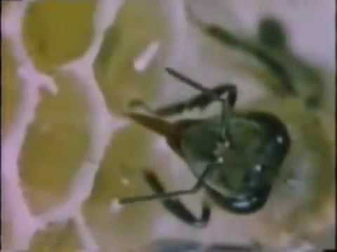 ANA MANI FYACH Version Abderahim Souiri