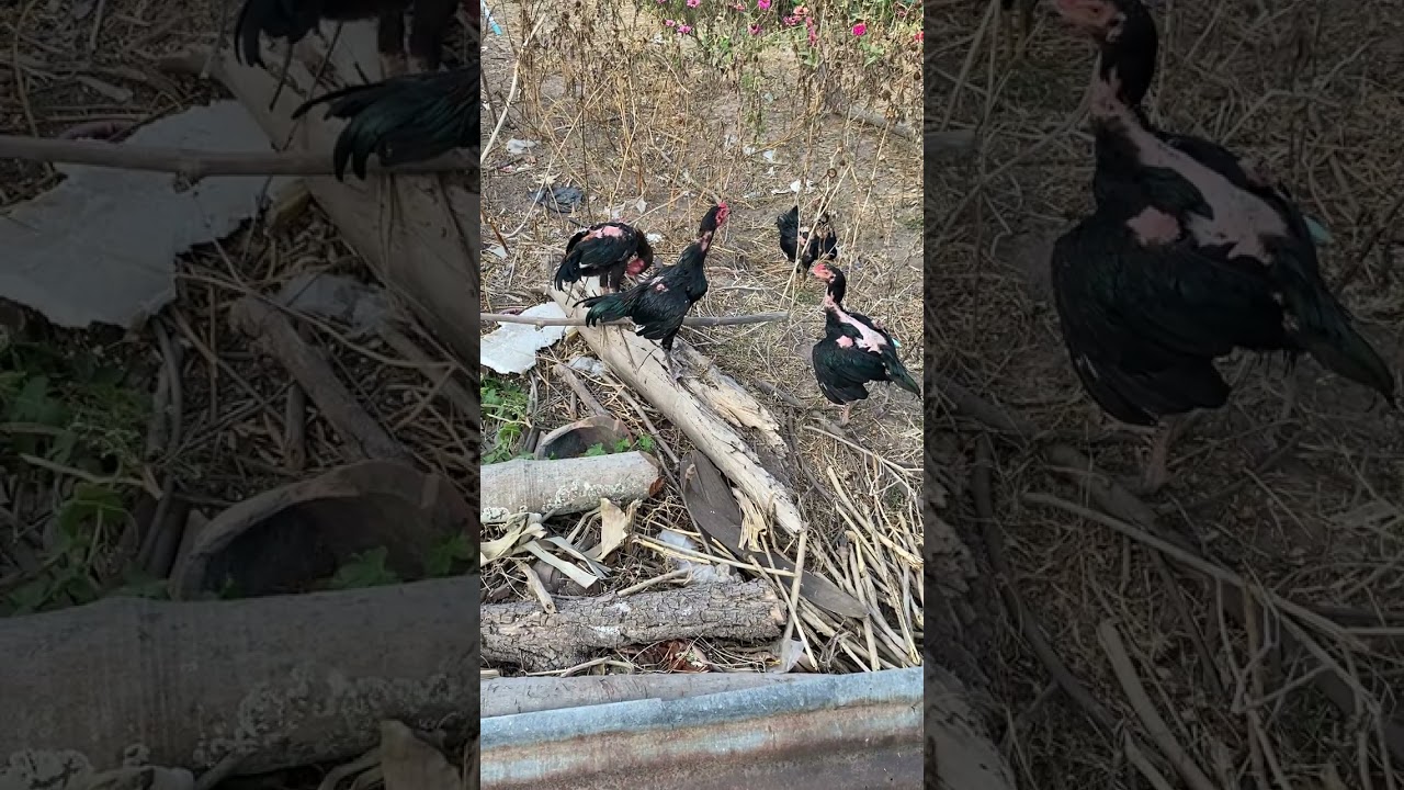 ไก่ชน สนใจติดต่อได้