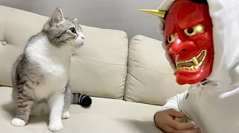 もちまる日記 飼い主の顔が鬼になってたときの猫の反応がこちらwの急上昇動画 Youtubeランキング