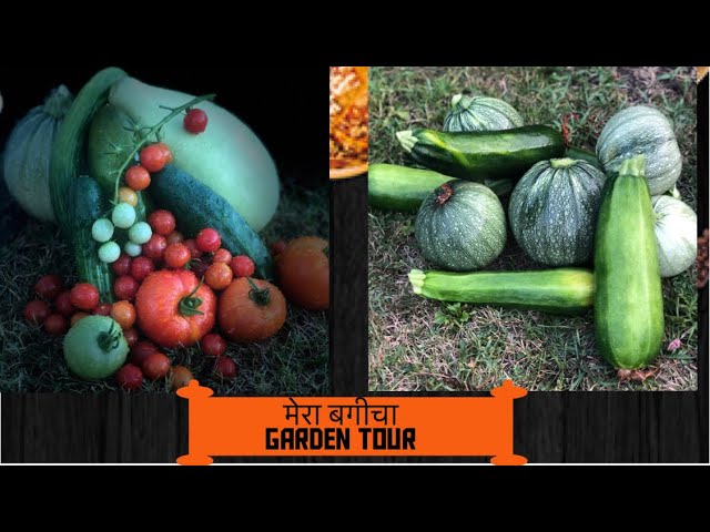Vegetable Garden Idea | Organic Vegetable Garden Idea | Garden in small place | Garden Tour | Perfect Home Kitchen and Garden