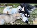 Moon Thinks He’s the Abandoned Puppies’ Father