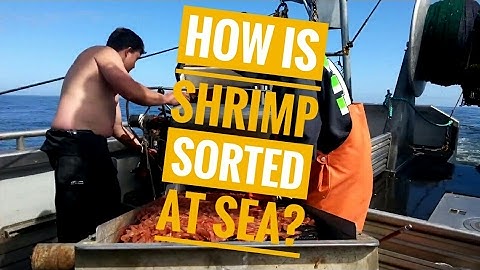 How Shrimp is Sorted at Sea