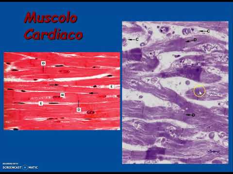 Video: Gli Esosomi Derivati da BM-MSC Alleviano La Perdita Ossea Indotta Da Radiazioni Ripristinando La Funzione Dei BM-MSC Riceventi E Attivando La Segnalazione Wnt / β-catenina