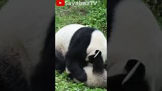Panda Love