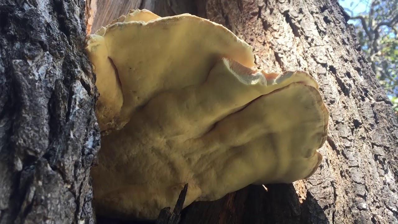 Fungal Problem In An Oak YouTube Fungal Problem In An Oak YouTube