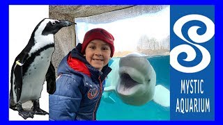 Mystic Aquarium Tour and Penguin encounter