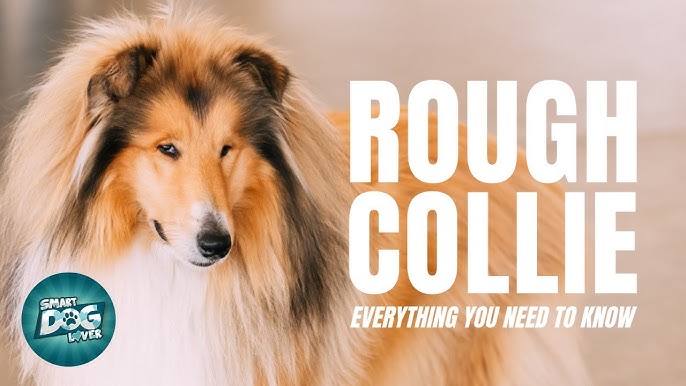 What Is A Rough Collie?, Lassie Dog Breed