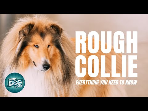 The Rough Collie AKA The Lassie Dog: everything you need to know