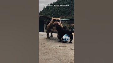 🔥 Pitbull 2025 – The All New Version | Unstoppable Energy. #shortvideo #trolledit #bestyoutuber