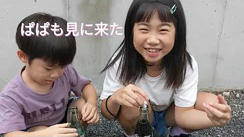 小学生 メントスコーラ