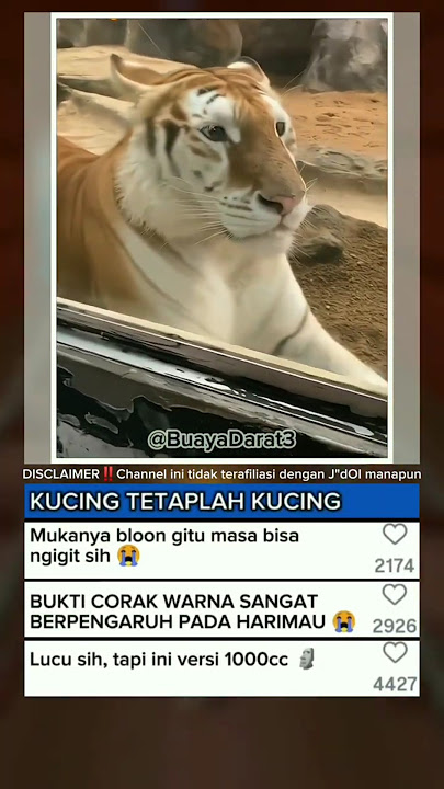 Kucing tetaplah kucing 🗿