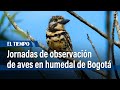 Jornadas de observación de aves en el humedal Santa María del Lago en Bogotá | El Tiempo