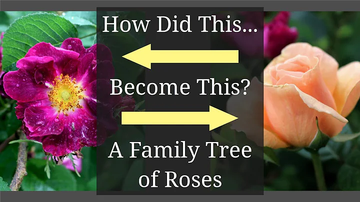 A Family Tree of Roses: Rose Varieties Chart