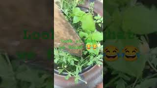 Just look at it 😂😉#carrots #carrot #carrotfarm #carrotfarming #farminglife #homegardening