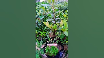 cây sim rừng #câysimrừng #simrừng #caycanh #bonsai #hoasim