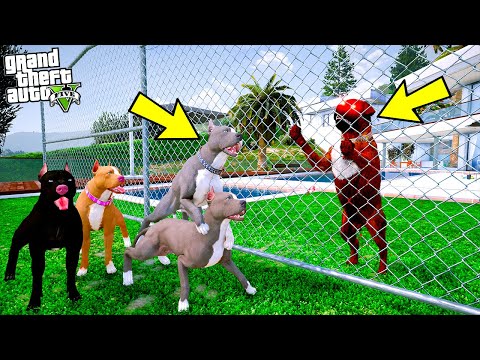 KATİL ROTTWEİLER ECEL PİTBULL AİLESİNİN EVİNİ BASIYOR! - GTA 5