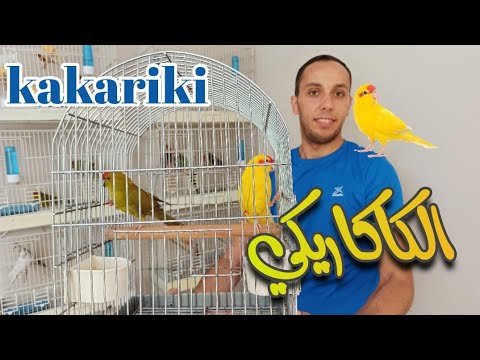 تعرف على طائر الكاكاريكي وطريقة انتاجه والفريق بين الذكر والانثى