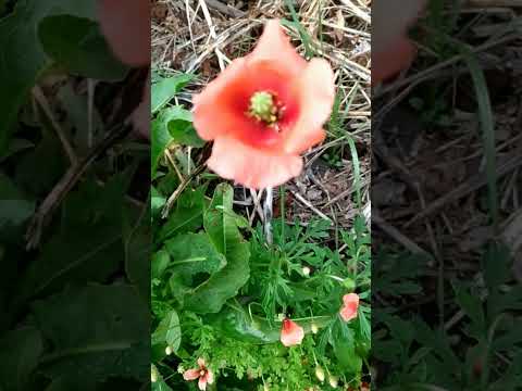 [ウルトラ雑草図鑑]　ナガミヒナゲシ　今年の開花は早すぎる