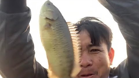 Câu cá trê vàng trúng ổ cá rô đồng ||Đổ Ngọc Hồ