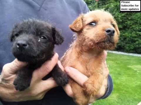 working lakeland terrier puppies