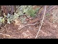 Western diamondback rattlesnake series part 4