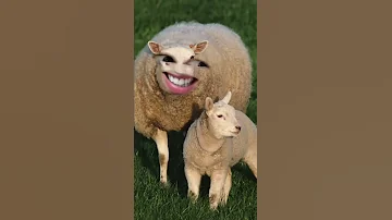 عيد الأضحى و الخرفان 