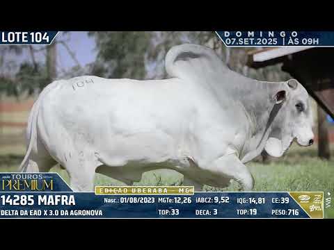 LOTE 104