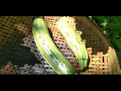 Vídeo: Fazenda Aquática: Cultivamos Verduras O Ano Todo