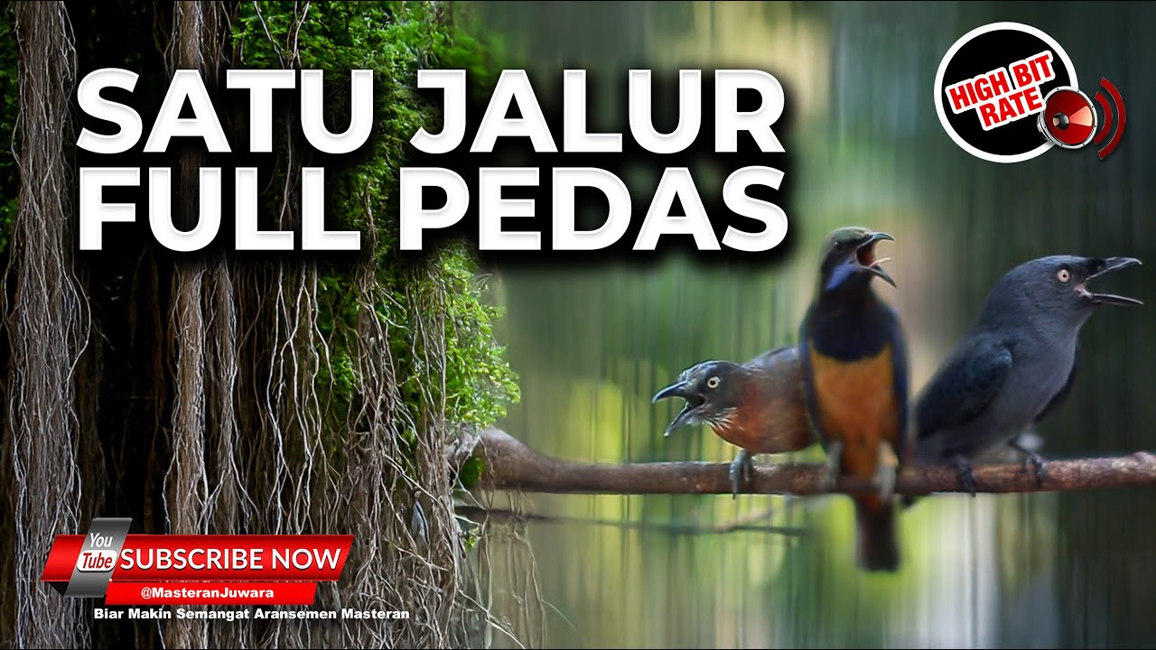 🔴Kompilasi Masteran Mengerikan Tepus Pala Abu vs Srigunting Abu vs Cucak Cungkok Gacor Sejalur