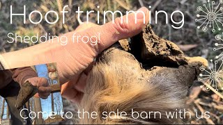 Her whole frog came off! Hoof trimming, and going to the sale barn!  | MTHorses