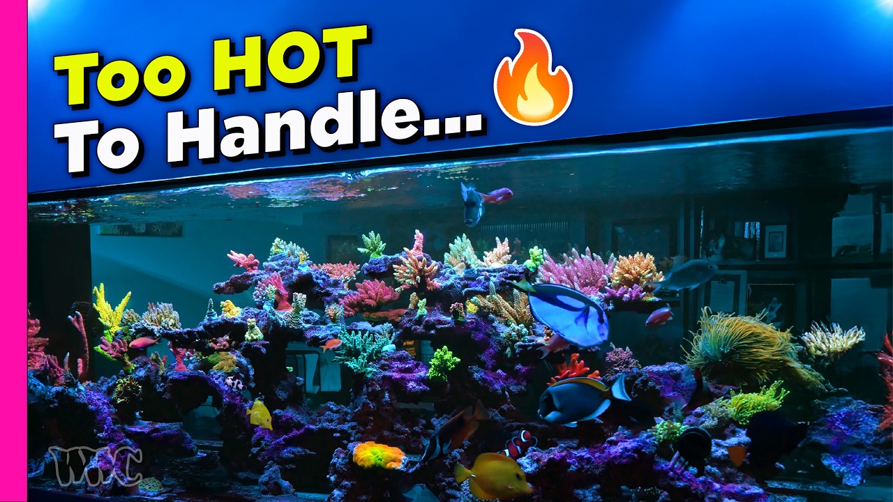 These Corals Are Blazing Hot 🔥 Inside 5th Alarm Corals