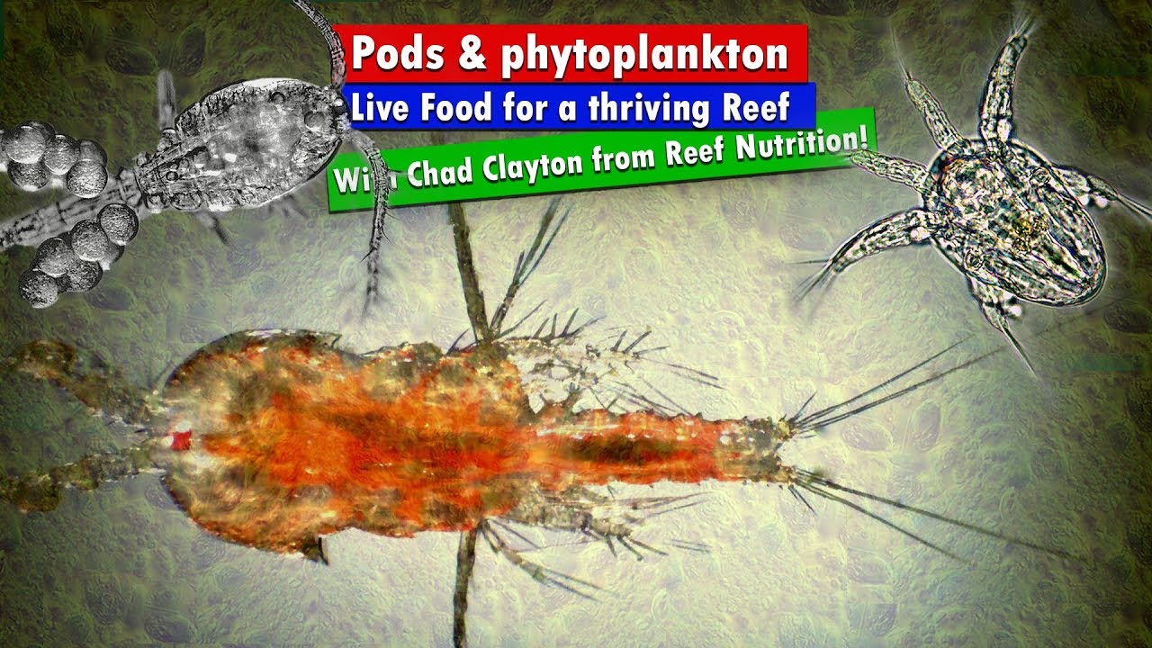 life food for your