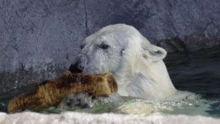 はじけるホッキョクグマ サツキ~Polar Bear plays with a short log