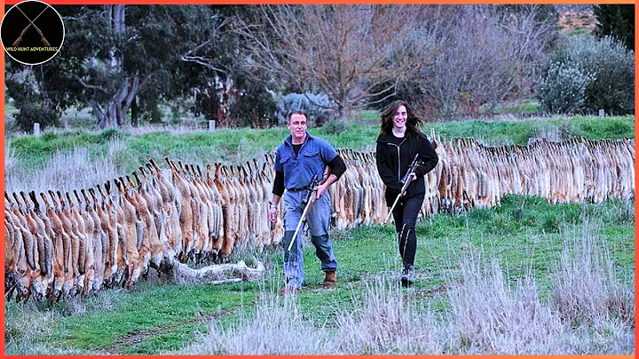 How Do Hunters And American Farmers Deal With Millions Of Millions Of Wild Boars, Red Foxes