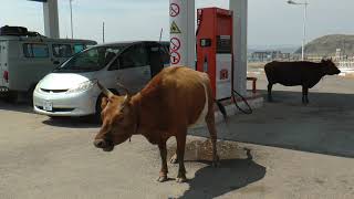 Монголия. Коровы на автозаправке. Cows at a gas station, Mongolia.