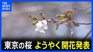【速報】東京の桜ようやく開花発表　2013年以降で最も遅い｜TBS NEWS DIG