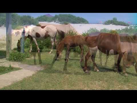 Vídeo: Raça De Cavalo Assateague (e Chincoteague) Hipoalergênico, Saúde E Vida Útil