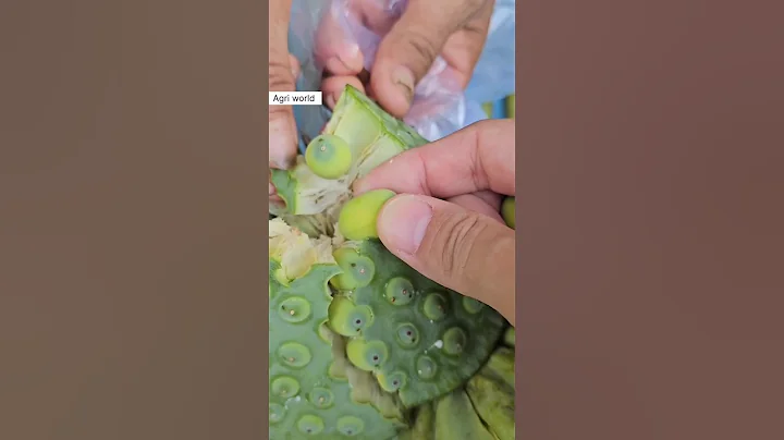 must try ( Lotus seed ) #agricultureworld #shorts #mushroom #drawing #fyp #agri #knowledge #viral