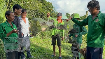 Bao Vây Bầy Cống Nhum Bạch Khủng Tại Vườn Mận Sinh Thái.Góc Làng Quê#134