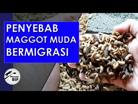 SIKLUS DAN PENYEBAB MAGGOT MUDA IKUT BERMIGRASI