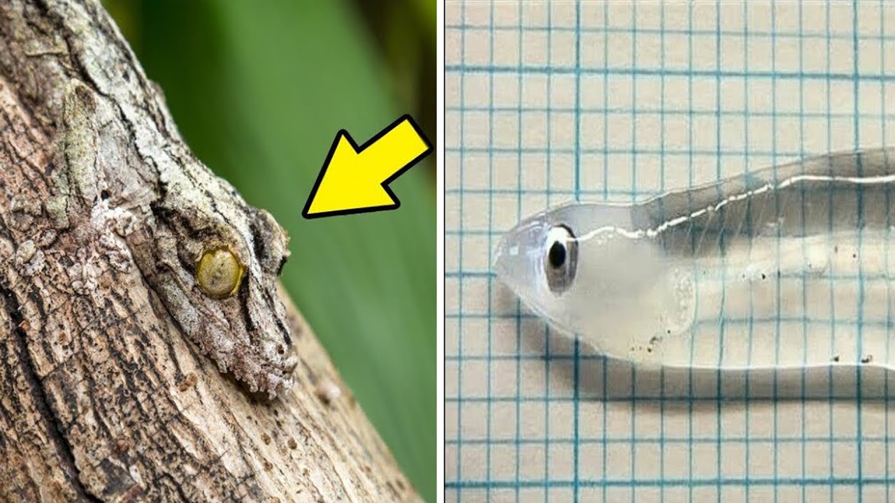 ⁣Top 10 Invisible Animals In The World