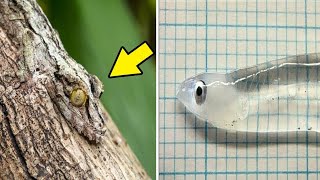 Top 10 Invisible Animals In The World