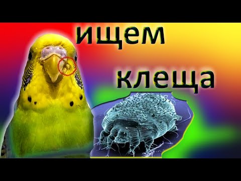 Как найти и определить клеща у птиц.  Как избавиться от клеща  у попугая.