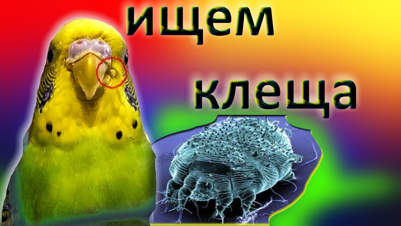 Как найти и определить клеща у птиц. Как избавиться от клеща у попугая.
