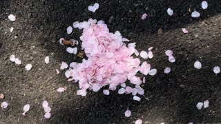 cherry blossom girl 🌸˚ ༘ ೀ⋆｡˚ (200 sub special)